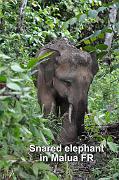 snared elephant in Malua FR